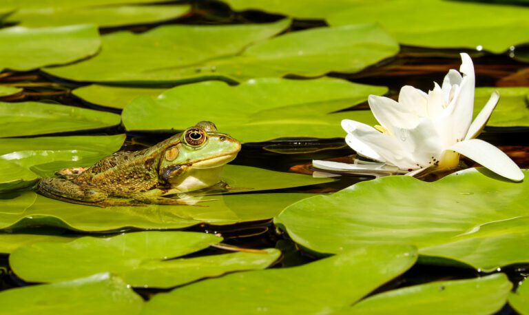 frog, pond, lily pads-2504507.jpg
